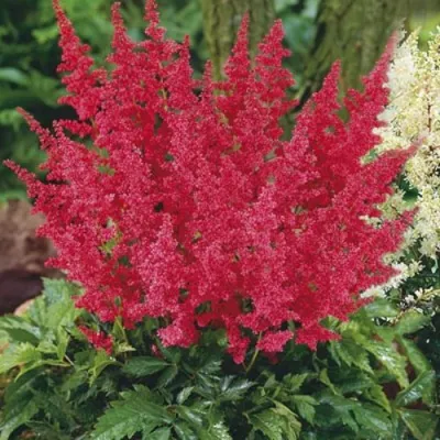 Астильба МОНТГОМЕРИ японская в Красноярске