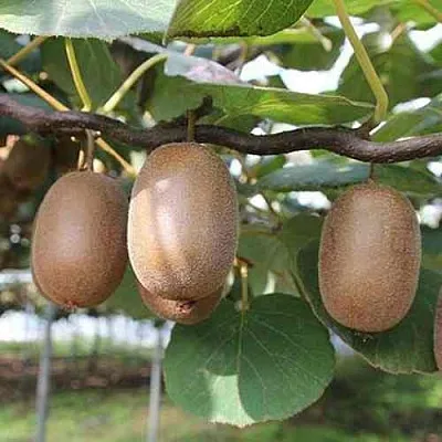 Актинидия ЗАКАРПАТЬЕ деликатесная  Актинидия ЗАКАРПАТЬЕ деликатесная в Красноярске