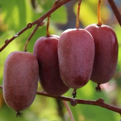 Актинидия ПУРПУРНО САДОВАЯ  аргута  Актинидия ПУРПУРНО САДОВАЯ  аргута в Красноярске