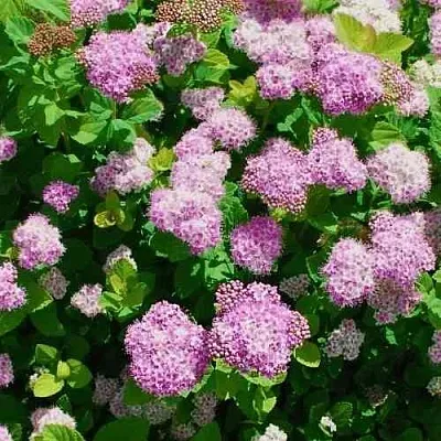 Спирея ПИНК СПАРКЛЕР  Спирея ПИНК СПАРКЛЕР в Красноярске