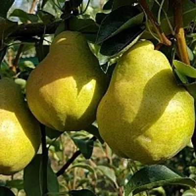 Груша СОКРОВИЩЕ в Красноярске