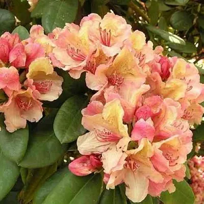 Рододендрон ФЛАУТАНДО в Красноярске