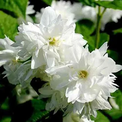 Жасмин ДАМ БЛАНШ  Жасмин ДАМ БЛАНШ в Красноярске