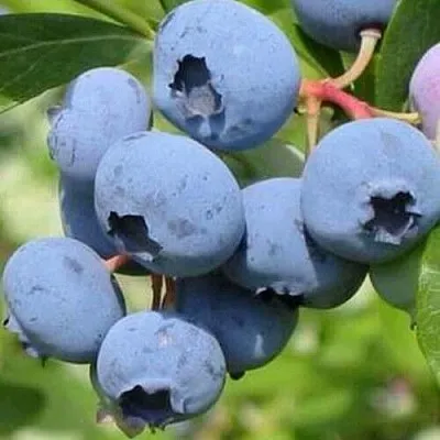 Голубика ДАРРОУ  Голубика ДАРРОУ в Красноярске