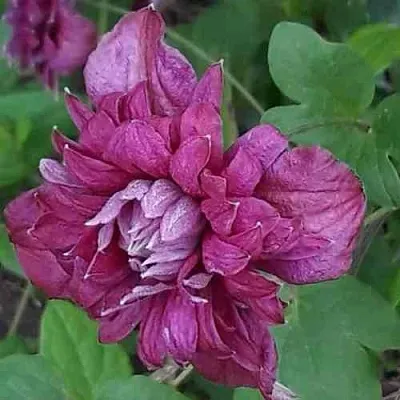 Клематис ПУРПУРЕА ПЛЕНА ЭЛЕГАНС  Клематис ПУРПУРЕА ПЛЕНА ЭЛЕГАНС в Красноярске