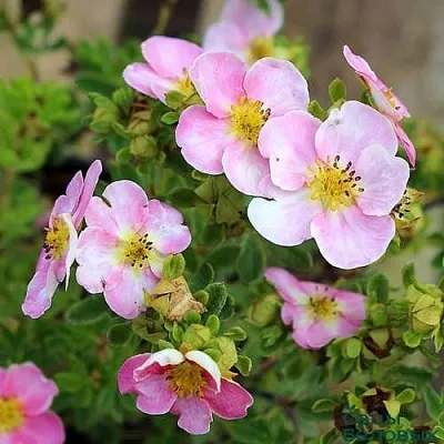 Лапчатка НЬЮ ДАУН кустарниковая  Лапчатка НЬЮ ДАУН кустарниковая в Красноярске