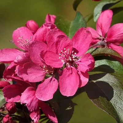 Яблоня НЕДЗВЕЦКОГО в Красноярске