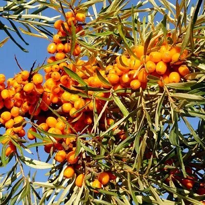 Облепиха ДАР МГУ  Облепиха ДАР МГУ в Красноярске