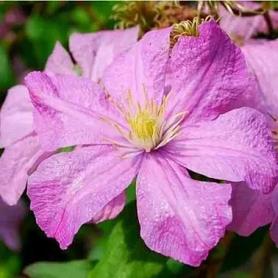 Клематис КОМТЕСС ДЕ БУШО  Клематис КОМТЕСС ДЕ БУШО в Красноярске