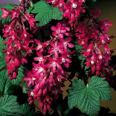 Смородина кроваво-красная в Красноярске