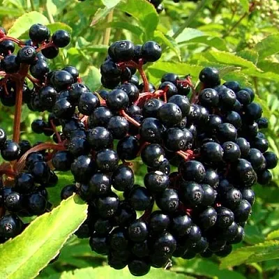 Бузина  Бузина в Красноярске