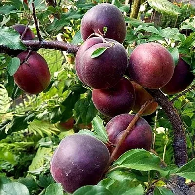 Шарафуга БЕЛЛА РОЯЛЬ  Шарафуга БЕЛЛА РОЯЛЬ в Красноярске