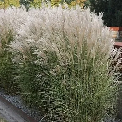 Мискантус КЛЯЙН СИЛЬБЕРСПАЙН китайский   Мискантус КЛЯЙН СИЛЬБЕРСПАЙН китайский  в Красноярске