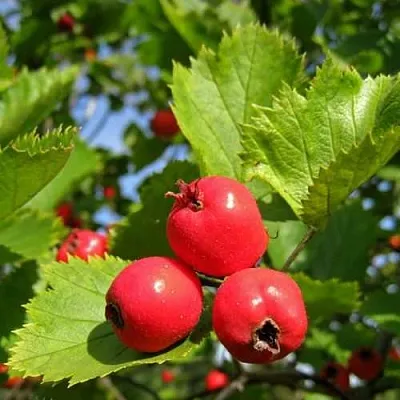 Боярышник МЯГКОВАТЫЙ  Боярышник МЯГКОВАТЫЙ в Красноярске