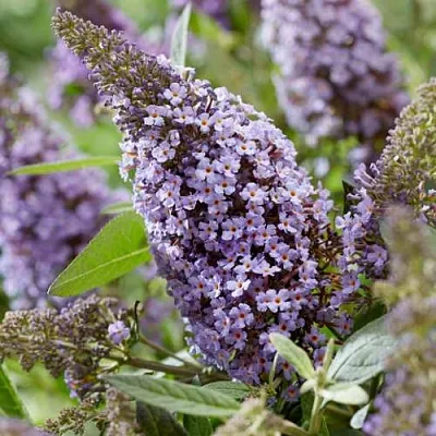 Буддлея давида БАТТЕРФЛЯЙ КАНДИ ЛИЛА СВИТХАРТ  Буддлея давида БАТТЕРФЛЯЙ КАНДИ ЛИЛА СВИТХАРТ в Красноярске