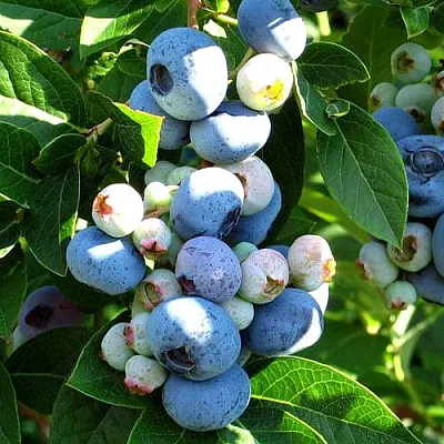 Голубика ВЕЙМУТ  Голубика ВЕЙМУТ в Красноярске