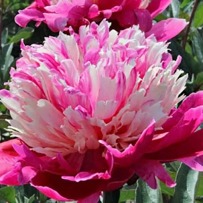 Пион ДЕЙДРИМ травянистый  Пион ДЕЙДРИМ травянистый в Красноярске