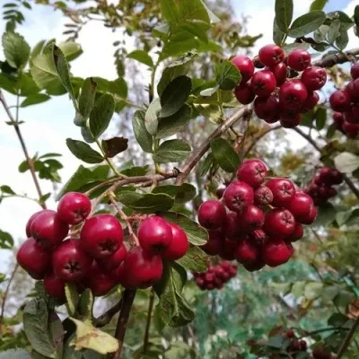 Рябина ГРАНАТНАЯ сладкоплодная в Красноярске