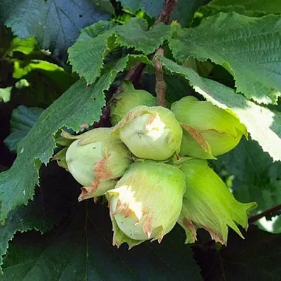 Фундук ТАМБОВСКИЙ РАННИЙ  Фундук ТАМБОВСКИЙ РАННИЙ в Красноярске