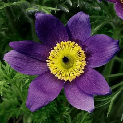 Прострел ПИНВИЛ БЛЮ ШЕЙДЕС в Красноярске