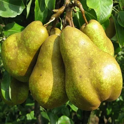 Груша СИЛЬВА в Красноярске