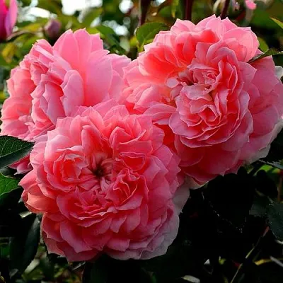 Саженцы роз ОЛЬГА шраб  Саженцы роз ОЛЬГА шраб в Красноярске