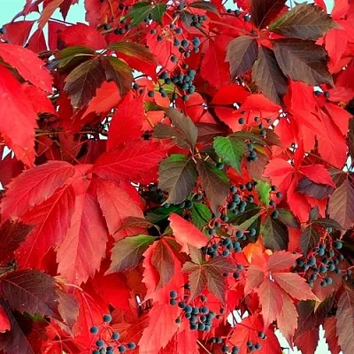 Девичий виноград  Девичий виноград в Красноярске