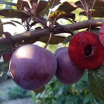 Слива ПАННА   Слива ПАННА  в Красноярске