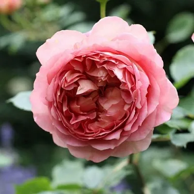 Саженцы роз РИДЖЕНТС ПАРК чайно-гибридная  Саженцы роз РИДЖЕНТС ПАРК чайно-гибридная в Красноярске