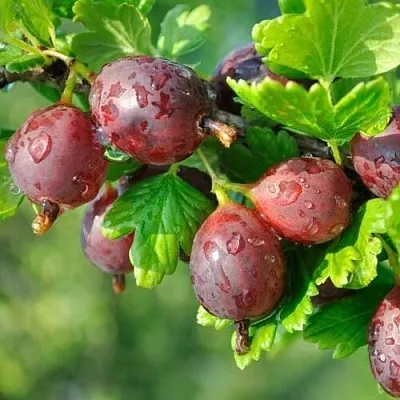 Крыжовник СЕРЕНАДА  Крыжовник СЕРЕНАДА в Красноярске