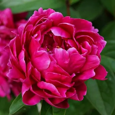 Пион ЛУИ ВАН-ГУТТ травянистый  Пион ЛУИ ВАН-ГУТТ травянистый в Красноярске