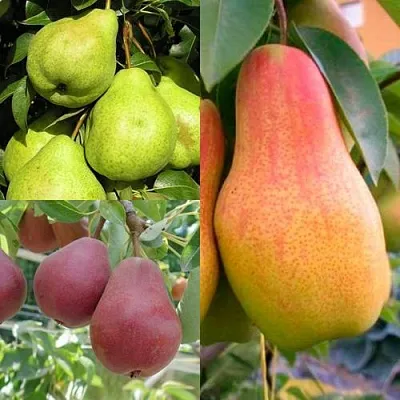 Комплект ГРУШЕВОЕ АССОРТИ в Красноярске