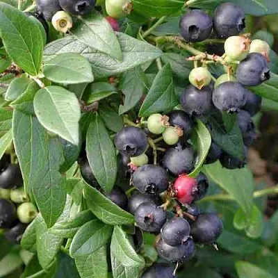 Голубика ПУТТЕ  Голубика ПУТТЕ в Красноярске