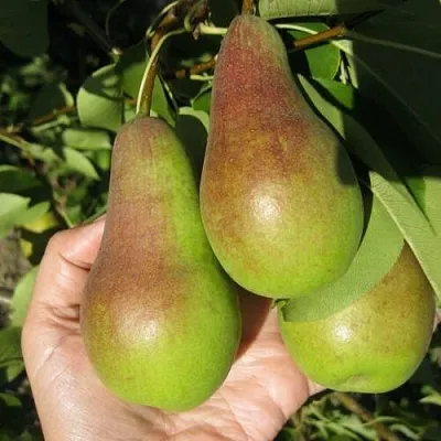 Груша ТАЛГАРСКАЯ КРАСАВИЦА в Красноярске