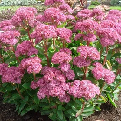 Очиток (седум) КАРЛ видный  Очиток (седум) КАРЛ видный в Красноярске