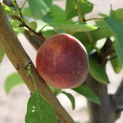 Плумкот БИРИКОККОЛО СУЗИНКОККО  Плумкот БИРИКОККОЛО СУЗИНКОККО в Красноярске