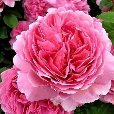 Саженцы роз ПРИНЦЕССА АЛЕКСАНДРА ОФ КЕНТ английская  Саженцы роз ПРИНЦЕССА АЛЕКСАНДРА ОФ КЕНТ английская в Красноярске