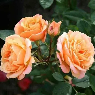 Саженцы роз КЛЕМЕНТИНА миниатюрная  Саженцы роз КЛЕМЕНТИНА миниатюрная в Красноярске