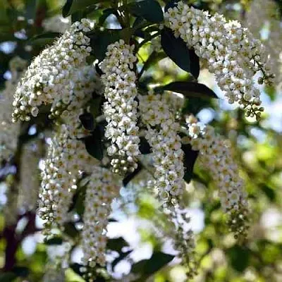 Черемуха виргинская ШУБЕРТ  Черемуха виргинская ШУБЕРТ в Красноярске