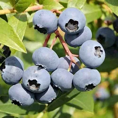 Голубика КРОЭТЭН  Голубика КРОЭТЭН в Красноярске