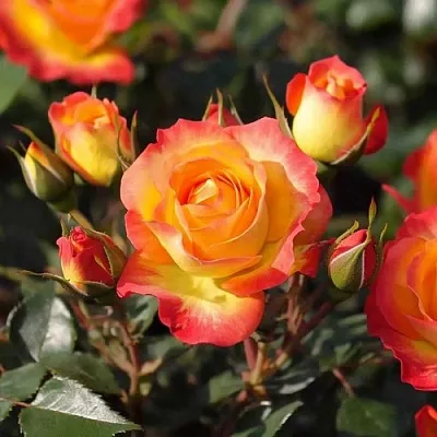 Саженцы роз ТАЙФУН спрей  Саженцы роз ТАЙФУН спрей в Красноярске