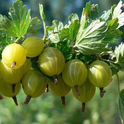 Крыжовник ЮБИЛЕЙНЫЙ  Крыжовник ЮБИЛЕЙНЫЙ в Красноярске