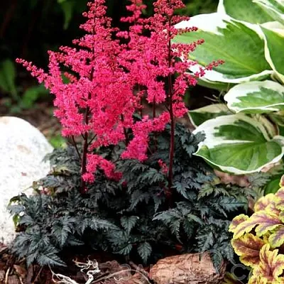 Астильба МУЛЕН РУЖ курчавая  Астильба МУЛЕН РУЖ курчавая в Красноярске