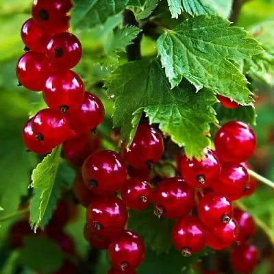 Смородина красная РОЛАН  Смородина красная РОЛАН в Красноярске