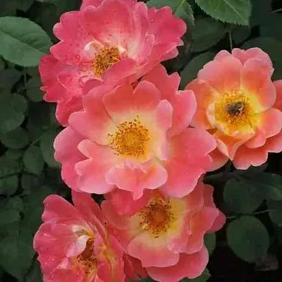 Саженцы роз ГЕРЦОГИНЯ ФРЕДЕРИКА шраб  Саженцы роз ГЕРЦОГИНЯ ФРЕДЕРИКА шраб в Красноярске