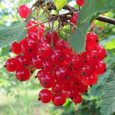 Смородина красная КРАСНАЯ АНДРЕЙЧЕНКО  Смородина красная КРАСНАЯ АНДРЕЙЧЕНКО в Красноярске