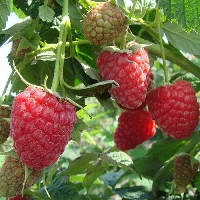 Малина КОЛОКОЛЬЧИК  Малина КОЛОКОЛЬЧИК в Красноярске