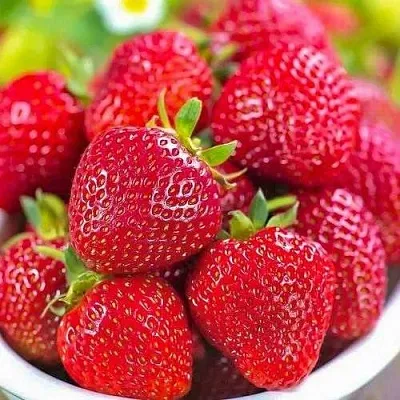 Клубника СИЛЬВИЯ  Клубника СИЛЬВИЯ в Красноярске