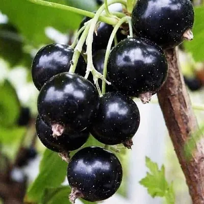 Смородина чёрная ДЕЛИКАТЕСНАЯ  Смородина чёрная ДЕЛИКАТЕСНАЯ в Красноярске