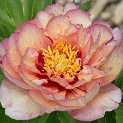 Пион КЭЛЛИС МЕМОРИ ито-гибрид  Пион КЭЛЛИС МЕМОРИ ито-гибрид в Красноярске